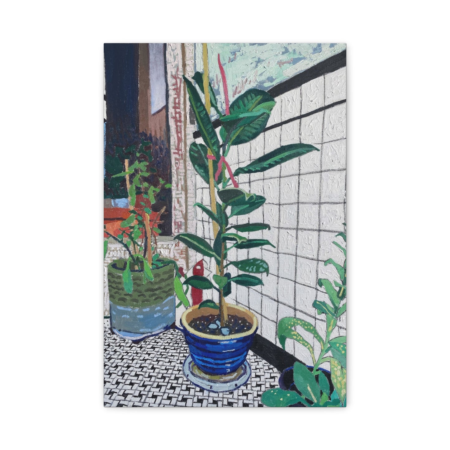 rubber plant
