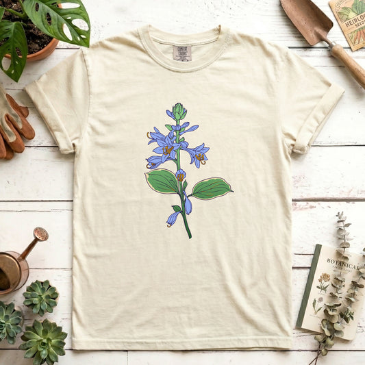 Hosta - Front