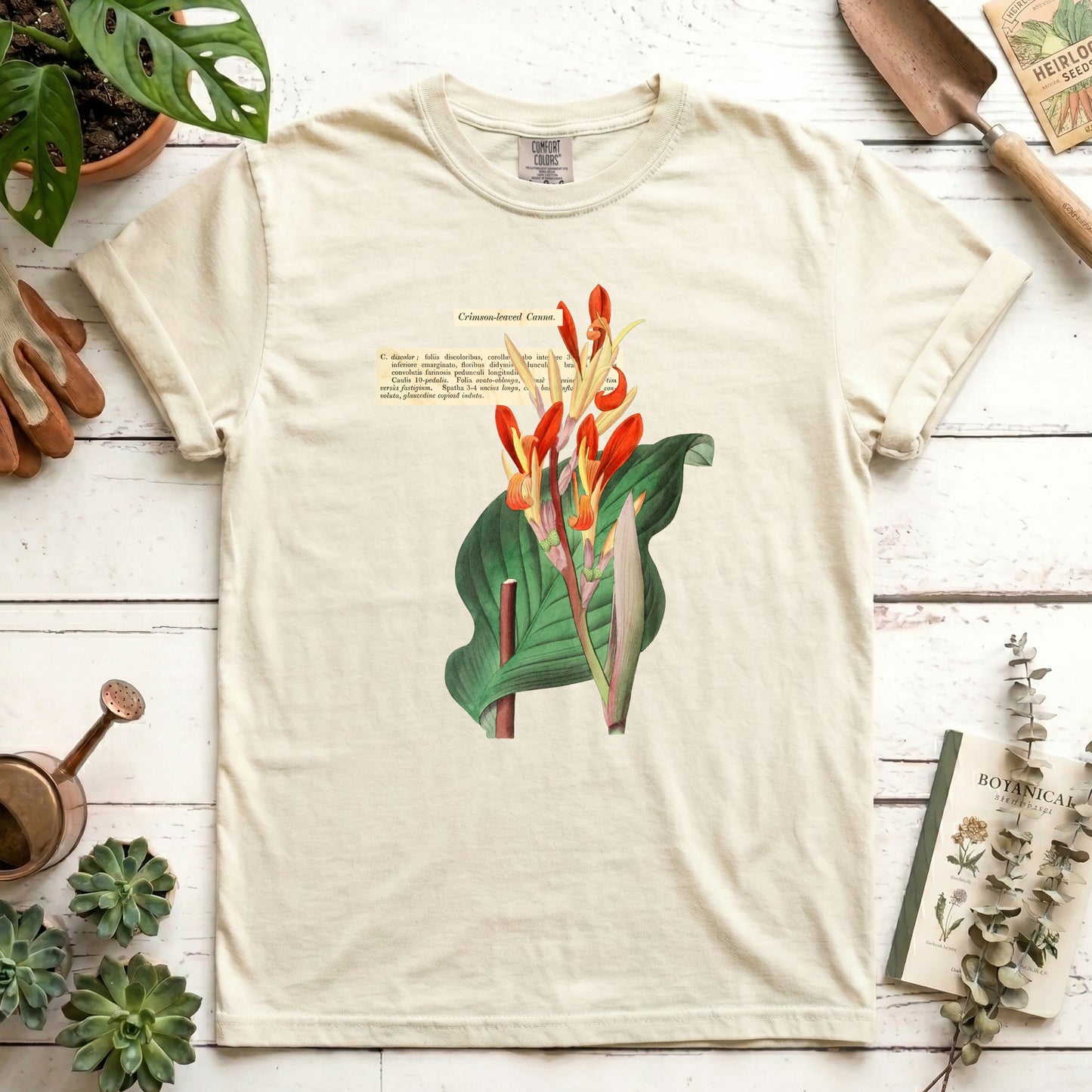 Crimson-leaved Canna