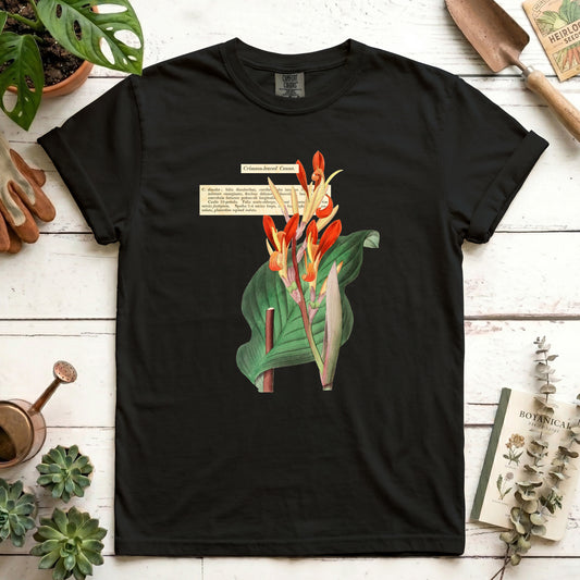 Crimson-leaved Canna
