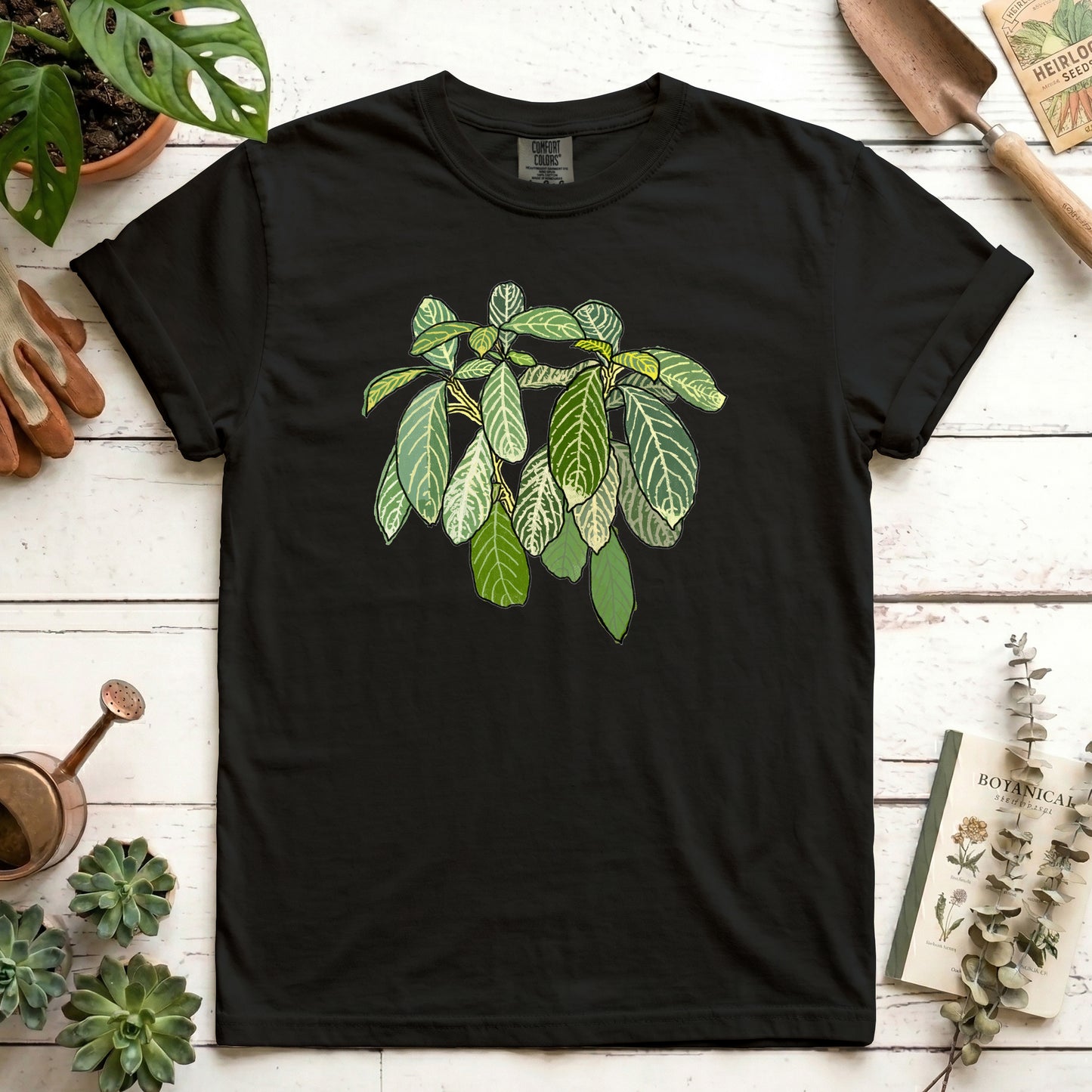 Zebra Plant