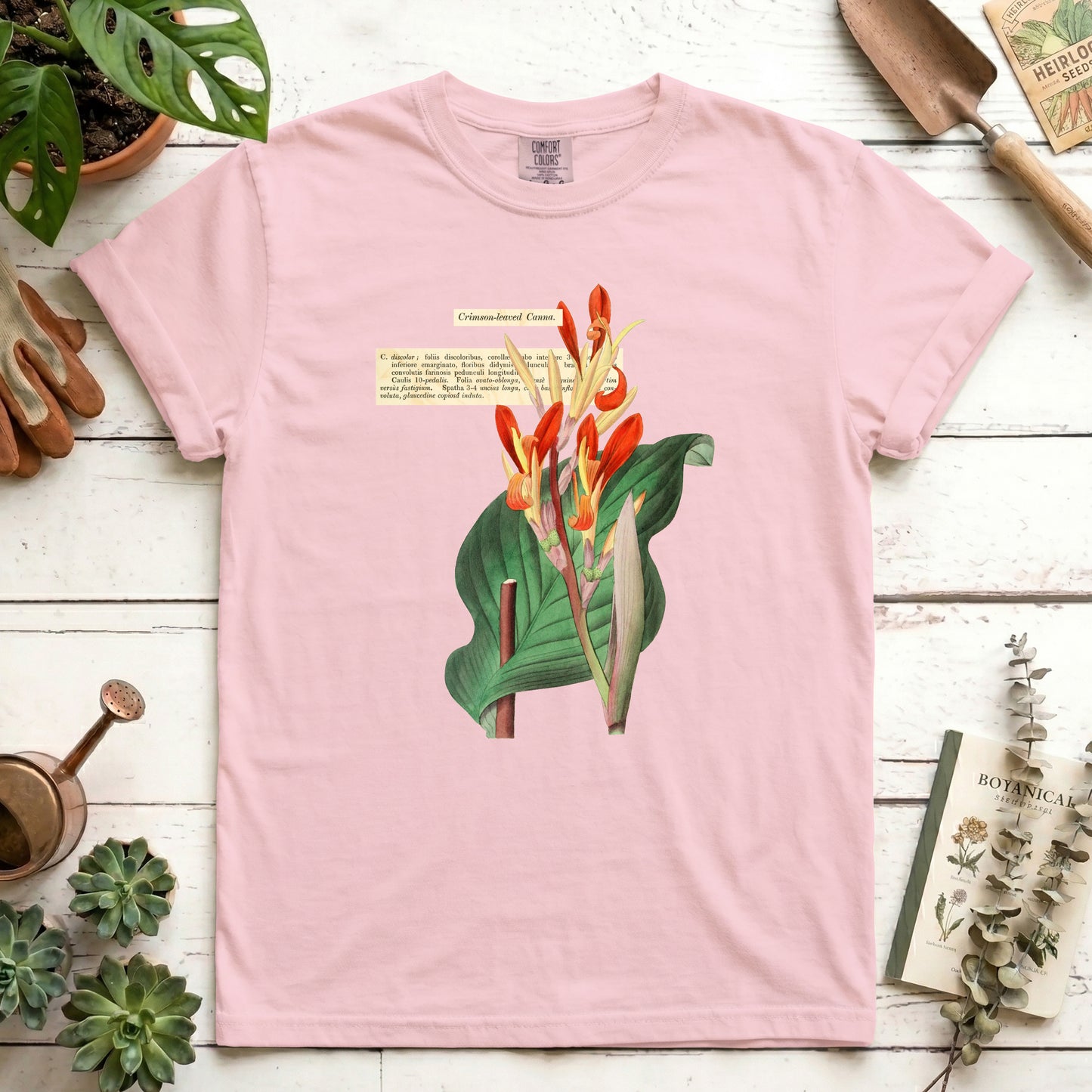 Crimson-leaved Canna