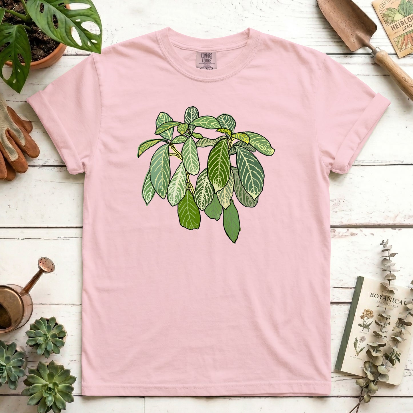 Zebra Plant