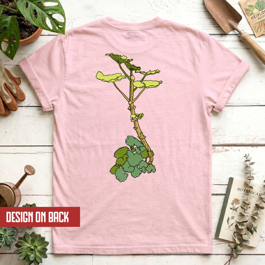 Begonia