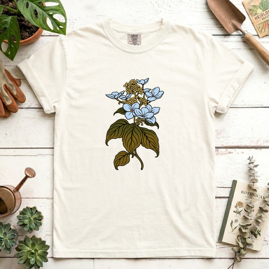 Hydrangea - Front