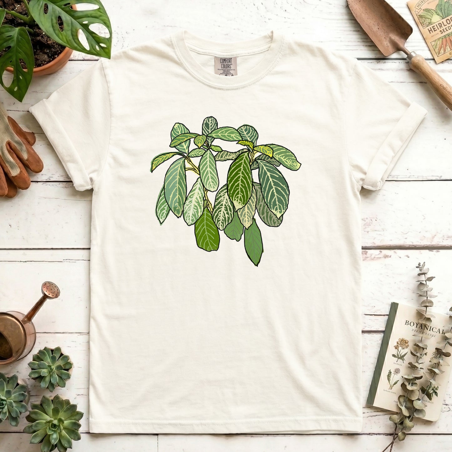 Zebra Plant