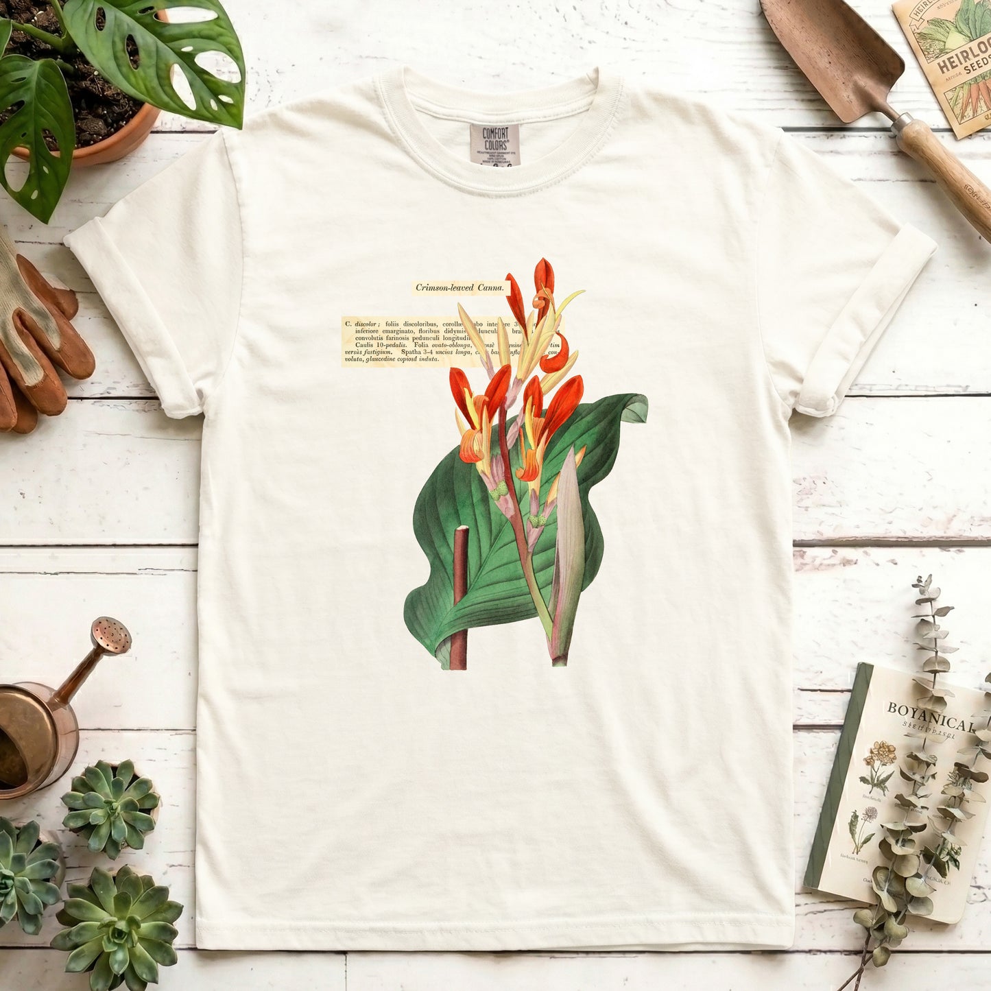 Crimson-leaved Canna