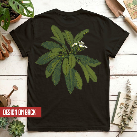 Euphorbia