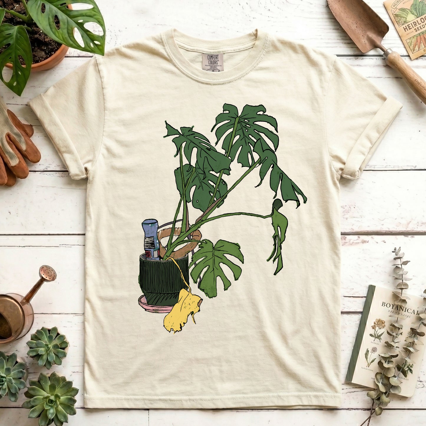 Monstera house plant