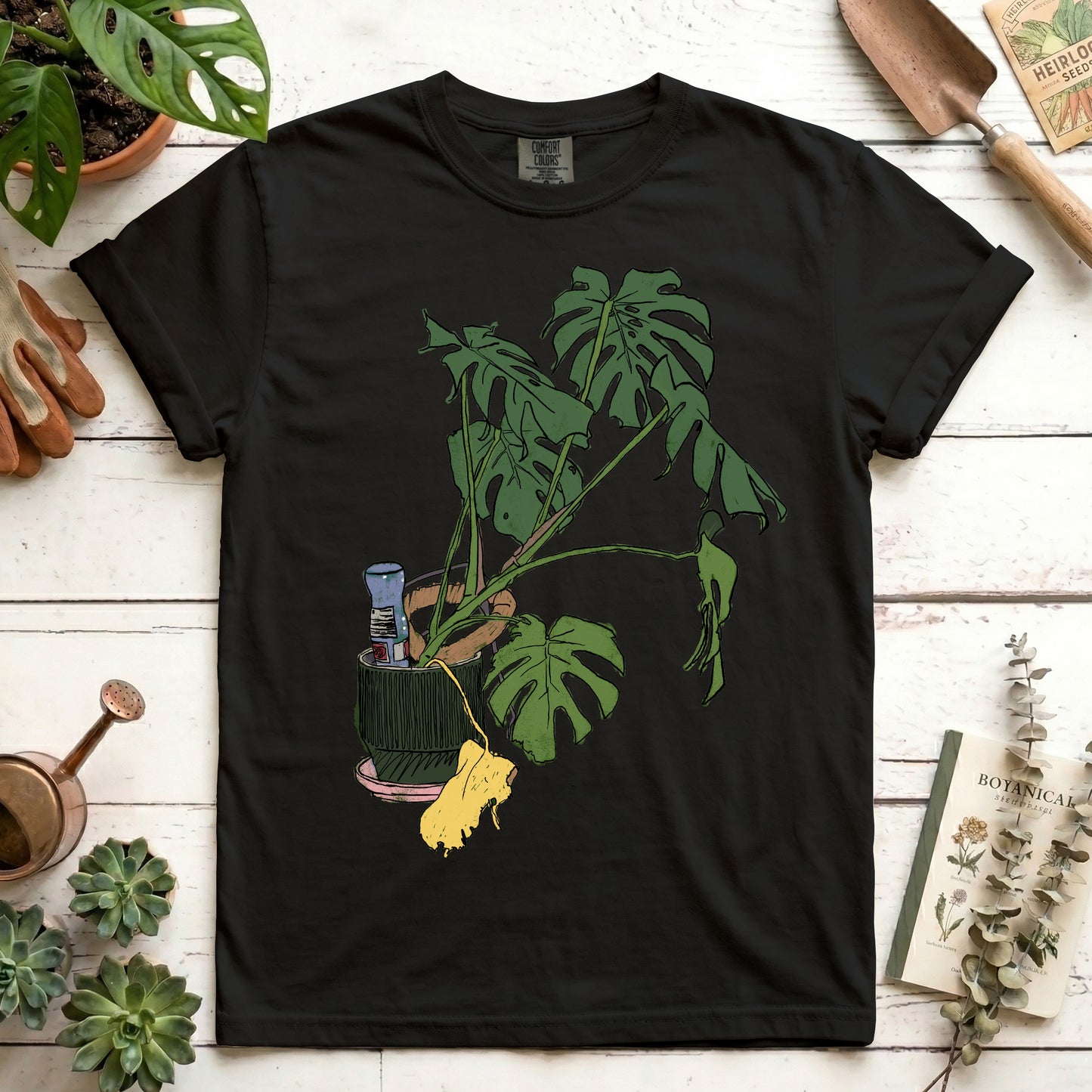 Monstera house plant