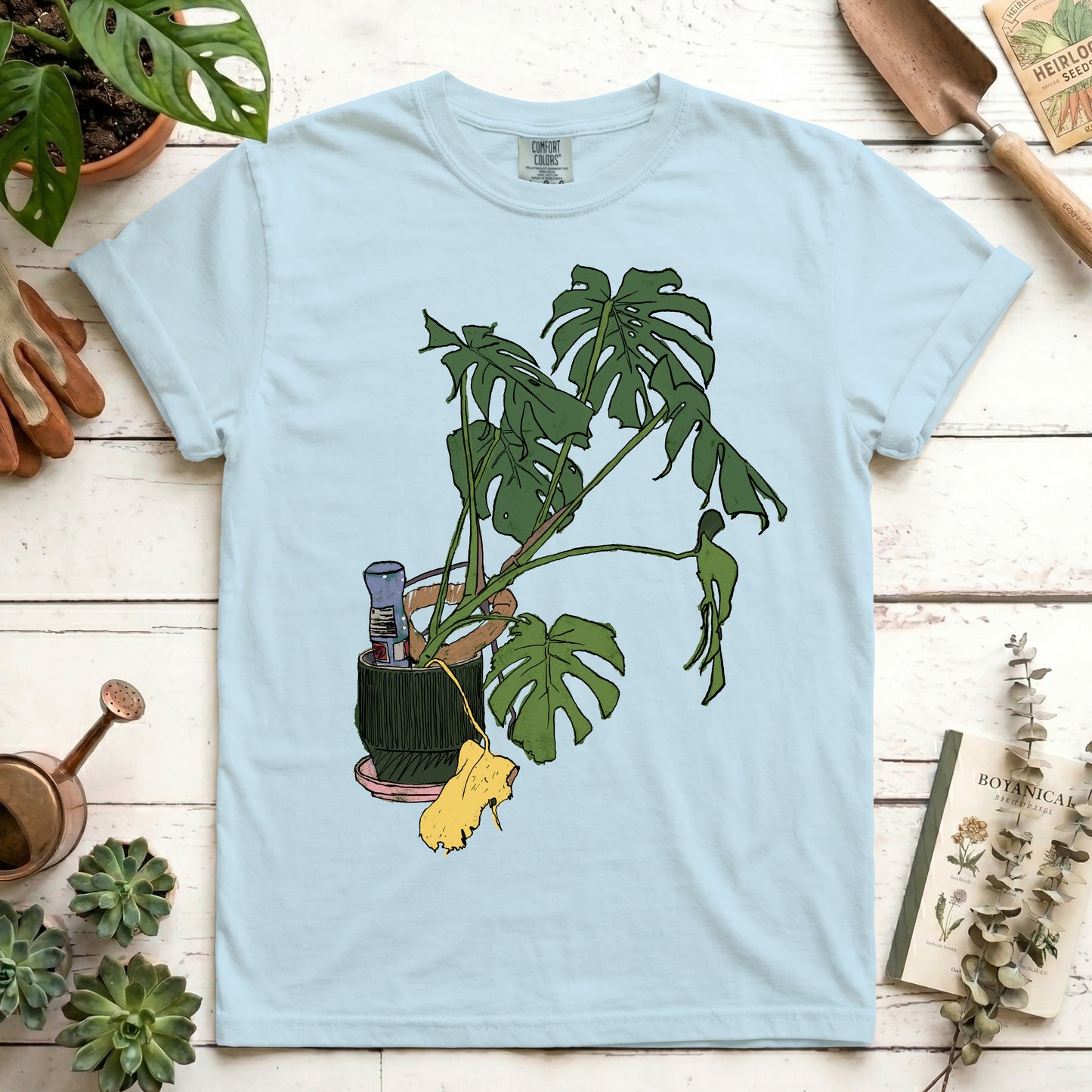 Monstera house plant