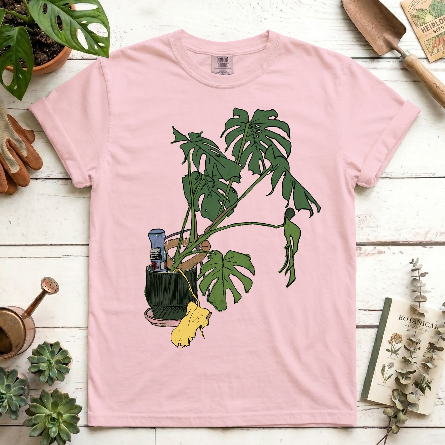 Monstera house plant