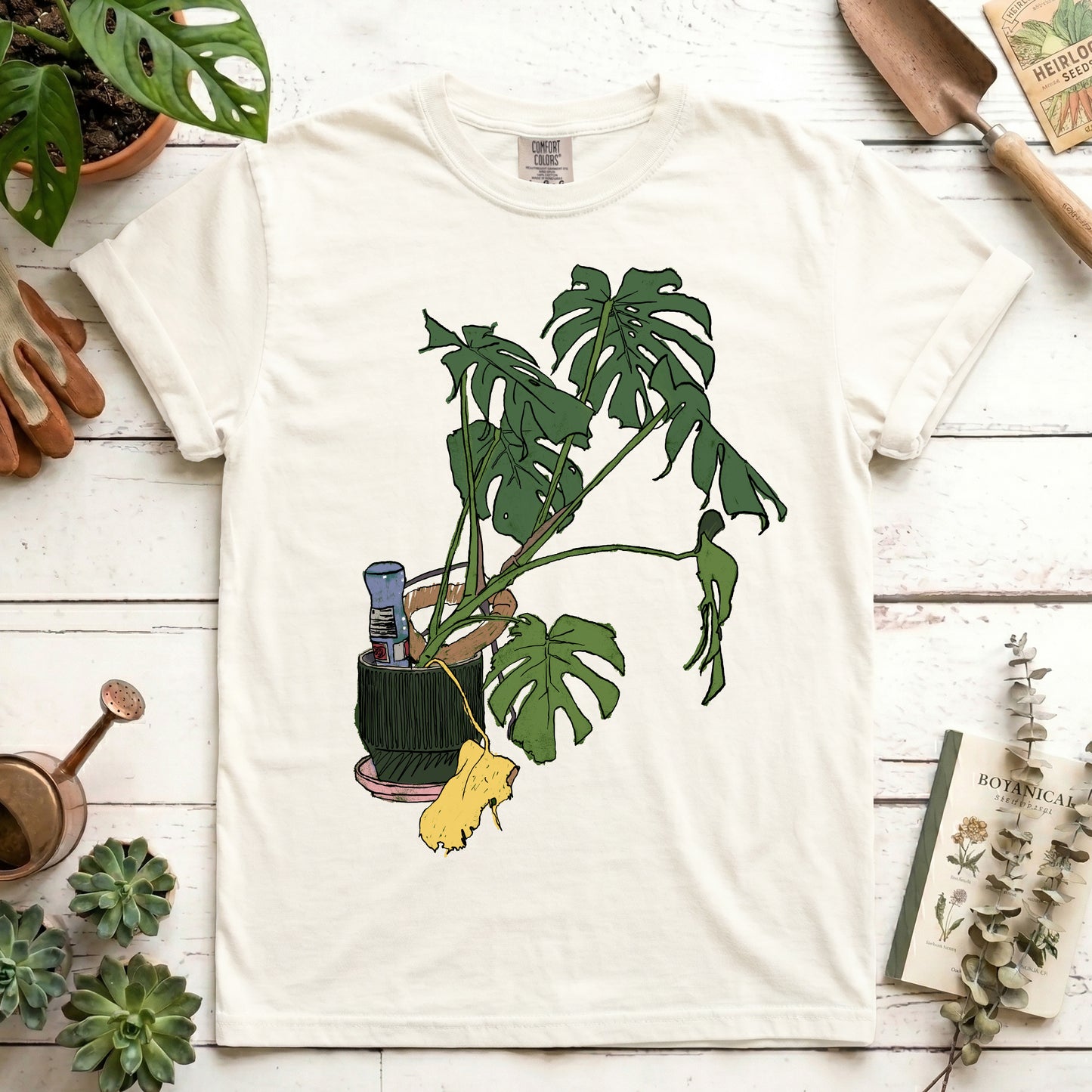 Monstera house plant