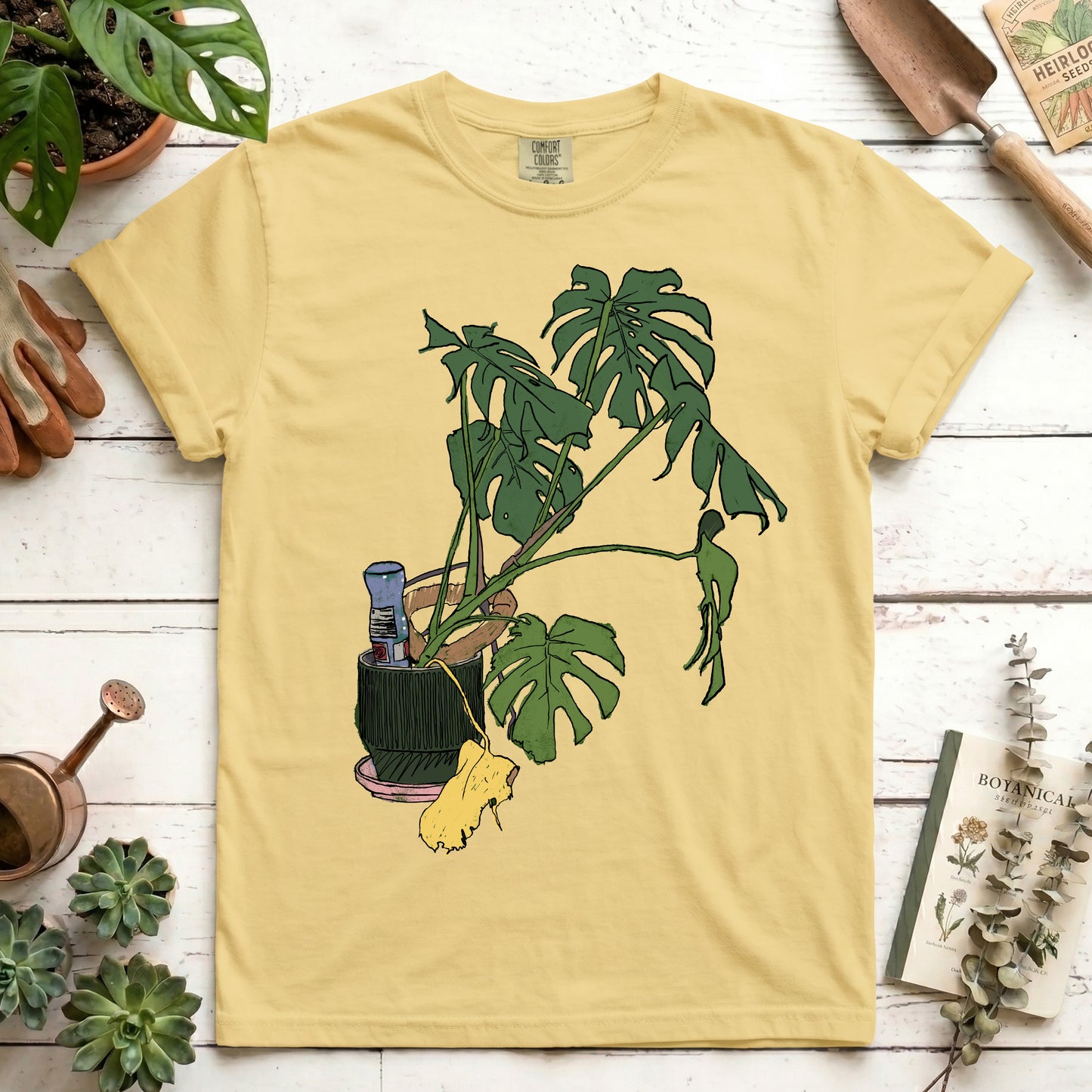 Monstera house plant