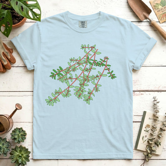 Spotted Spurge - Front